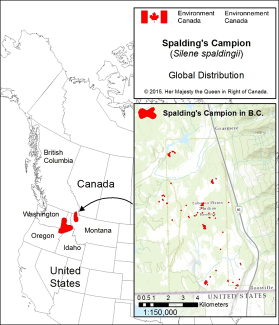 Global Distribution of Spalding’s Campion