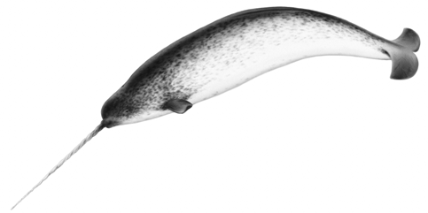 Narwhal (Monodon monoceros)