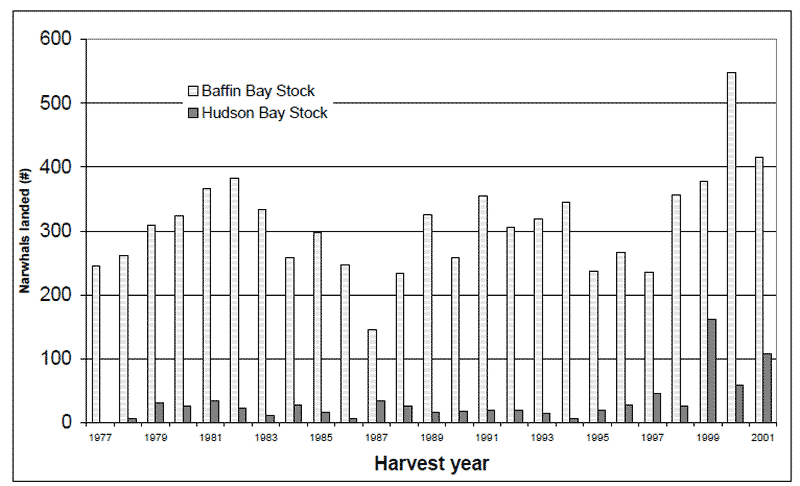 Figure 6. Canadian landed harvests of narwhals from the Hudson Bay and Baffin Bay populations, 1977 to 2001. Source materials for the data are provided in Table 1.