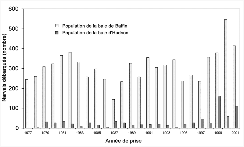 Figure 6.    Débarquements canadiens de narvals des populations de la baie d’Hudson et de la baie de Baffin, de 1977 à 2001. Les sources des données sont indiquées au tableau 1.