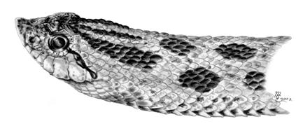 Couleuvre à nez pla