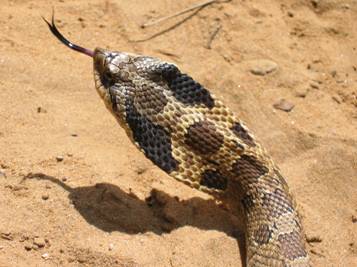 image of Examples of phases of the defensive display of the Eastern Hog-nosed Snake: display of ‘hood’