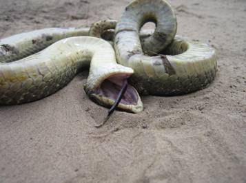 image of Examples of phases of the defensive display of the Eastern Hog-nosed Snake: death feigning