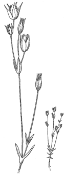 &nbsp;Illustration of Minuartia pusilla