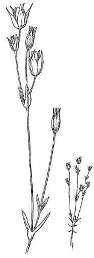 Illustration de Minuartia pusilla