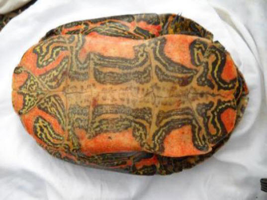 lower shell of a Western Painted Turtle (see long description below)