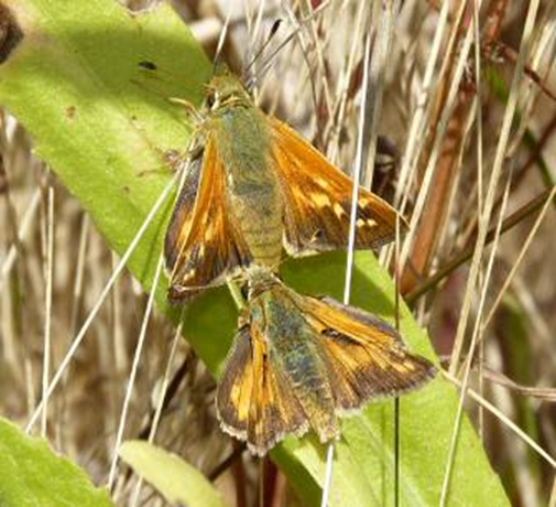 Oregon Branded Skipper Hesperia colorado oregonia
