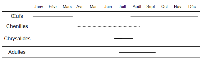 Cycle vital annuel de l’hespérie du Colorado en Colombie-Britannique
