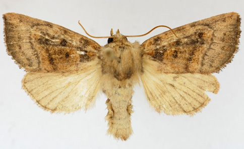 Photo of Aweme Borer