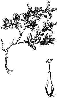 Saule à bractées vertes