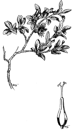 Illustration of the green-scaled willow (drawing by Réjean Roy): growth form (X0.75) and single pistil (X10)