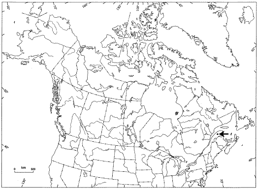  Global distribution of the green-scaled willow