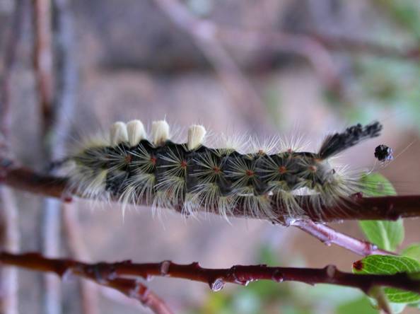  Rusty tussock moth caterpillar on a green-scaled willow