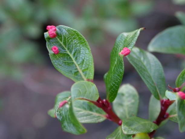 Galls on green-scaled willow