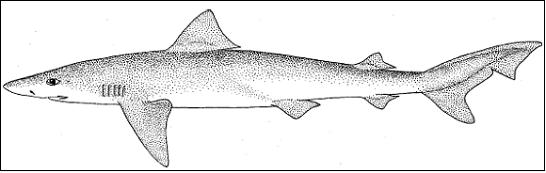 Figure 1. Biological illustration of the tope. Source: Compagno 1984.