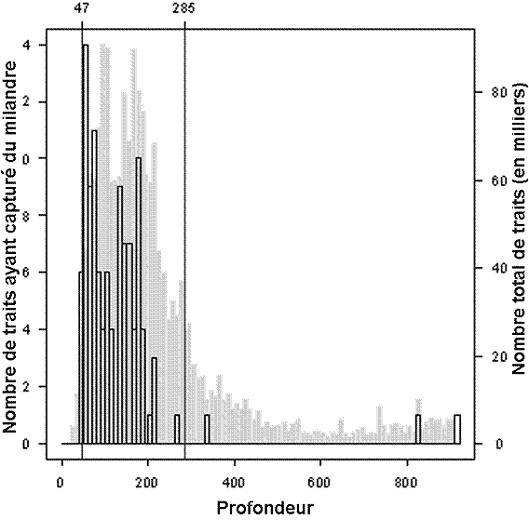Figure 4. Distribution selon la profondeur des traits de chalut ayant capturé du milandre de 1996 à 2005 (barres claires) par rapport à la distribution de l’ensemble des traits (barres grises).