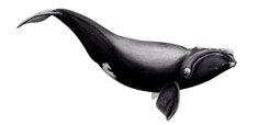 Illustration du Baleine noire de l'Atlantique Nord 