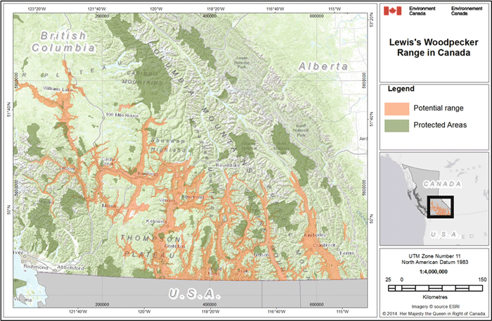 Range for Lewis’s Woodpecker within British Columbia