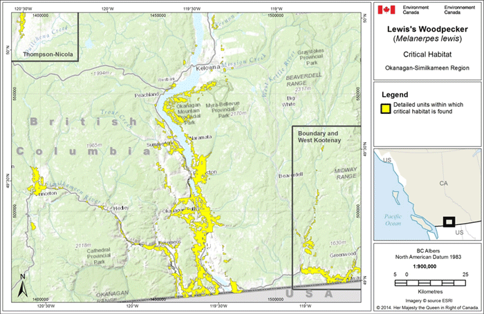 Critical habitat for Lewis’s Woodpecker