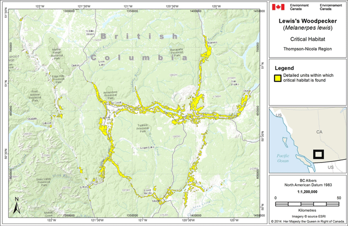 Critical habitat for Lewis’s Woodpecker in the Thompson-Nicola