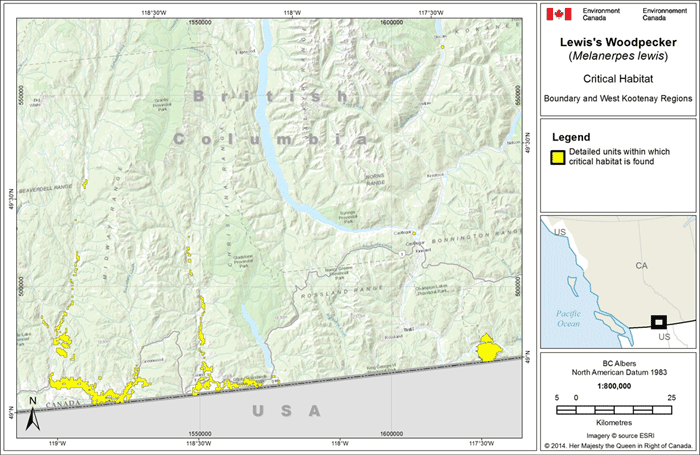Critical habitat for Lewis’s Woodpecker in the Boundary