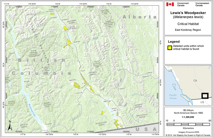 Critical habitat for Lewis’s Woodpecker in the East Kootenay region