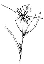 Figure 1. Illustration of western spiderwort (courtesy of Manitoba Conservation, Wildlife and Ecosystem Protection Branch).