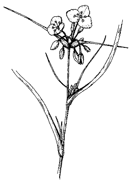 Tradescantie de l'Ouest (Tradescantia occidentalis)