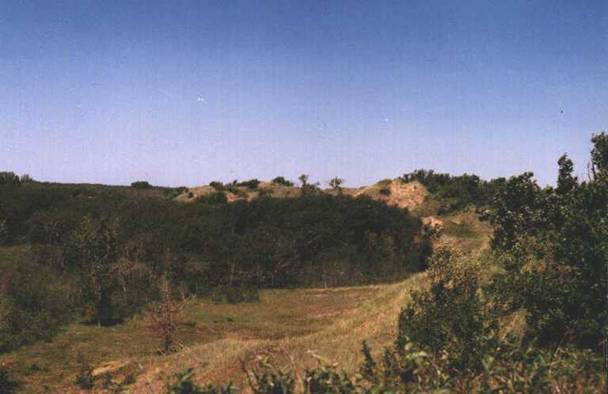 Figure 4. Dune ridge habitat at Routledge Sand Hills, Manitoba (photo by B. Smith, July 1990).
