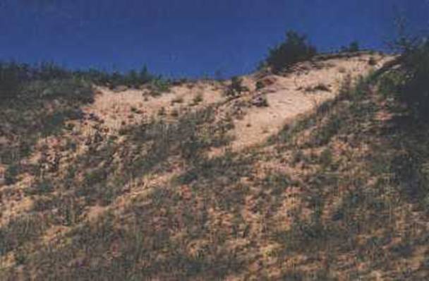 Figure 5. Sand hills habitat at Routledge Sand Hills, Manitoba (photo by B. Smith, July 1990).