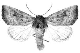 Perce-tige d'Aweme (Papaipema aweme)