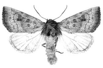 Aweme Borer (Papaipema aweme)