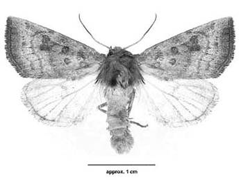 Figure 1 : Perce-tige d’Aweme mâle adulte