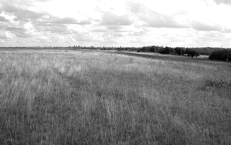 Figure 3 : Aweme (Manitoba), site type du perce-tige d’Aweme. Habitat de terres herbeuses indigènes transformé pour la culture fourragère (à l’avant-plan) et terrain boisé (à l’arrière-plan), 29&nbsp;juillet 2004.