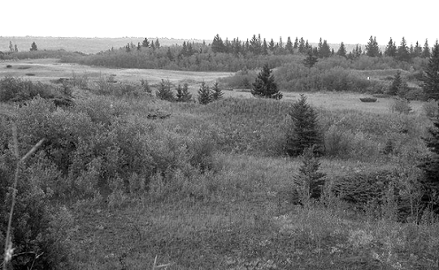 Figure 4 : Prairie-parc de trembles et de chênes sur des dunes stabilisées, parc provincial Spruce Woods, 26&nbsp;août 2004.