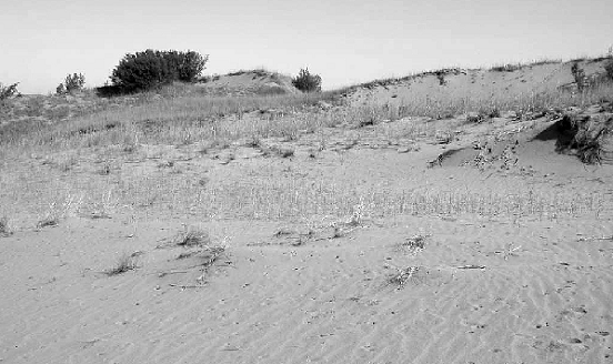 Figure 7 : Dunes mobiles, dunes Spirit, parc provincial Spruce Woods, 4&nbsp;août 2004.