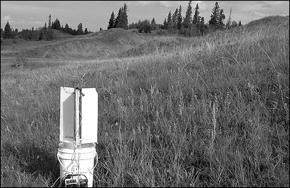 Figure 5: Moth trap in patch of Liatris sp., a potential host plant for the Aweme Borer, growing in grassland opening on vegetated sand hills, Spruce Woods Provincial Park. August 26, 2004.