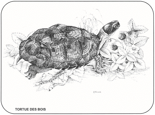 Figure 1. Tortue des bois, Glyptemys insculpta