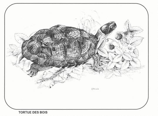 Figure 1. Wood Turtle, Glyptemys insculpta