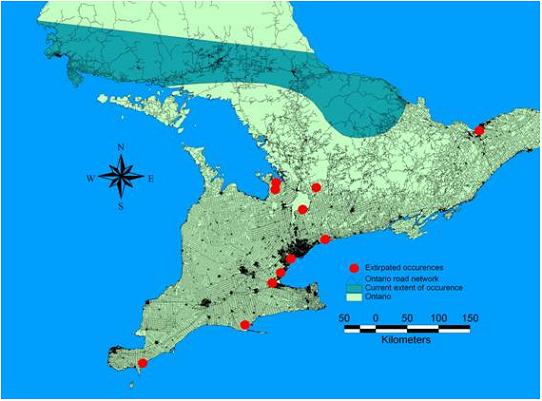 Figure 4. Locations of extirpated “populations” of the Wood Turtle in southern Ontario and current “Extent of Occurrence” in Ontario overlaid with distribution of roads ~1995