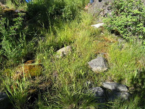 Water-plantain Buttercup habitat