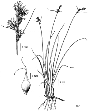 Foothill Sedge
