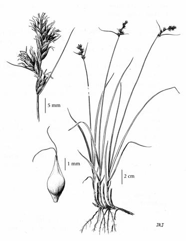 Figure 1.Carex tumulicola : plante entière, gros-plan de l’inflorescence et périgyne mûr (dessin au trait tiré de Hitchcock et al.