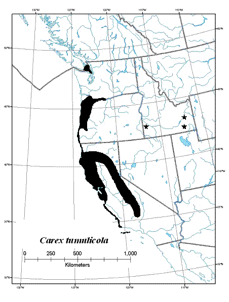 Figure 2.Global range of Carex tumulicola