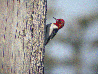 Pic à tête rouge (Melanerpes erythrocephalus)