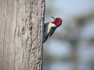 Red-headed Woodpecker (Melanerpes erythrocephalus)