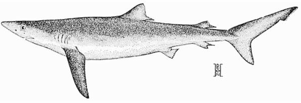 Figure 1 : Requin bleu (Prionace glauca). Source : Hart, 1973.