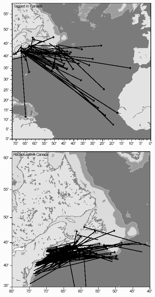 Figure 9: Movements of blue sharks tagged in Canada or recaptured in Canada between 1971-2002 under the NMFS tagging program.