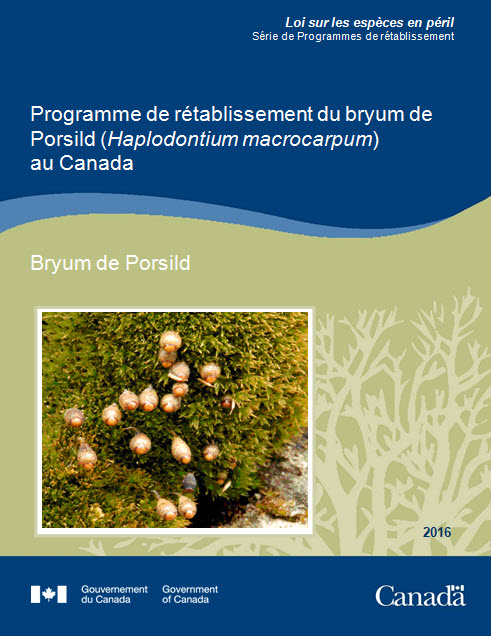 Cover Photo: Porsild's Bryum