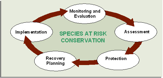 Species at Risk Conservation Cycle